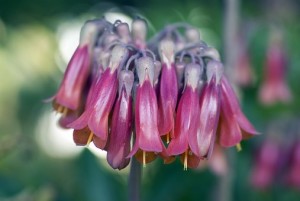 Bryophyllum Kinderwunsch